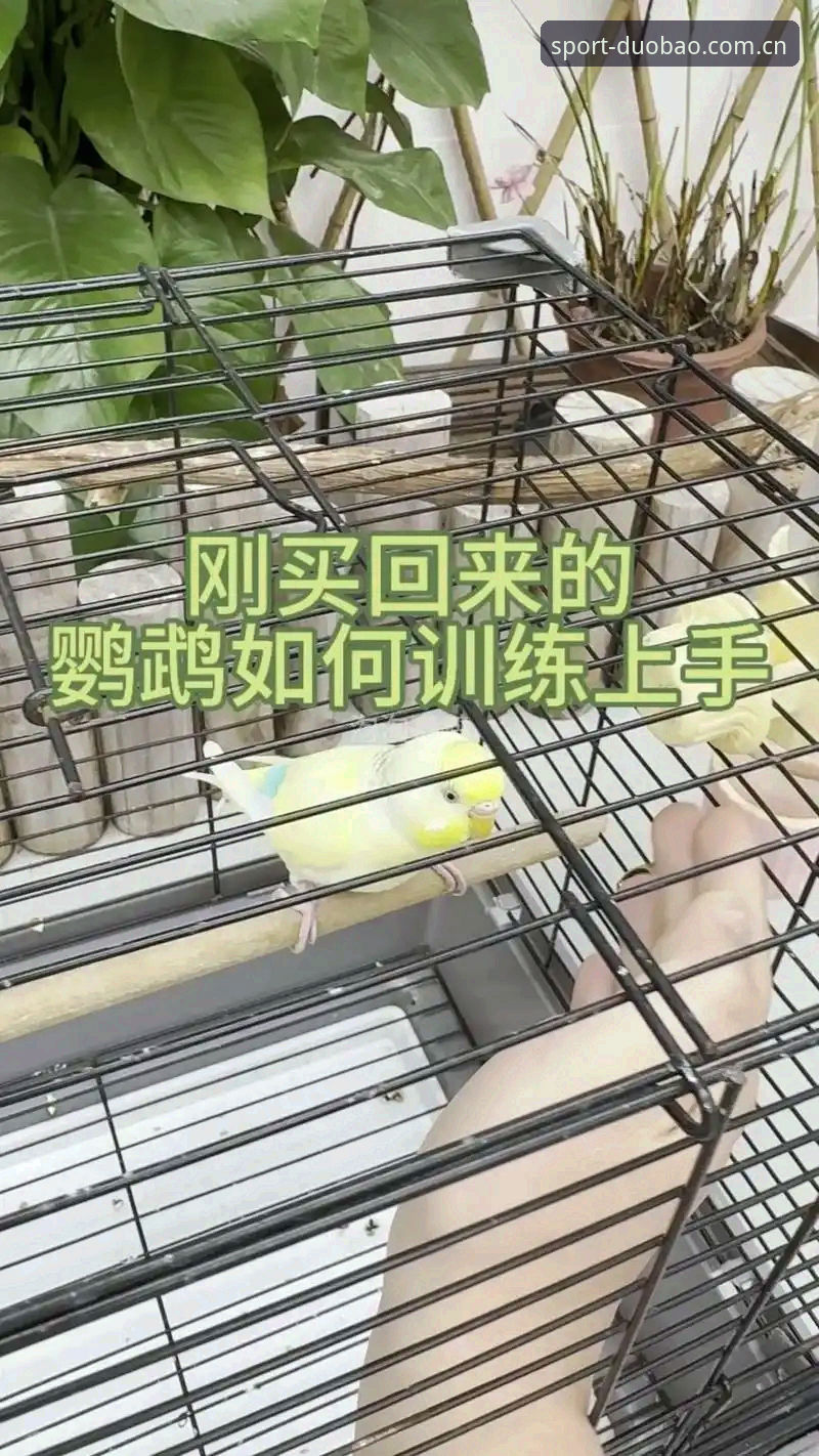 从新手到老鸟：掌握多宝体育手机下载官方下载的5个关键技巧